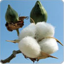 Technologies Improved Production Technology For Cotton