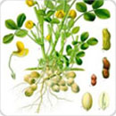 Technologies Improved Production Technology For Oilseeds