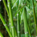Technologies Thronless Bamboo